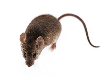 Rodent Proofing | Attic Cleaning Pleasanton, CA