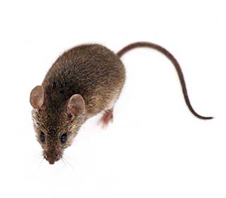 Rodent Proofing Services | Attic Cleaning Pleasanton, CA